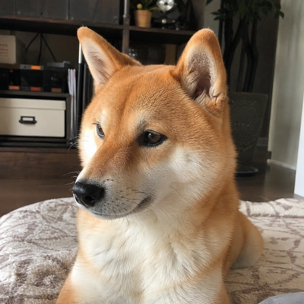 沈柏諺